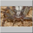 Philodromus cf cespitum - Laufspinne w01c.jpg